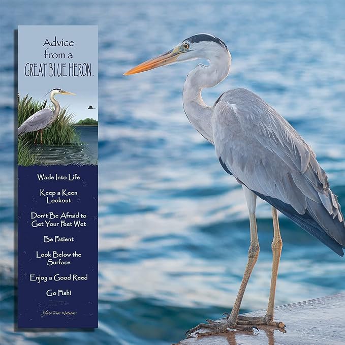 Advice 3 Bookmark Zen Set, Laminated with Glossy Finish, Printed on Recycled Paper, Great Blue Heron, Lake, Dragonfly (AMBM-Zen)