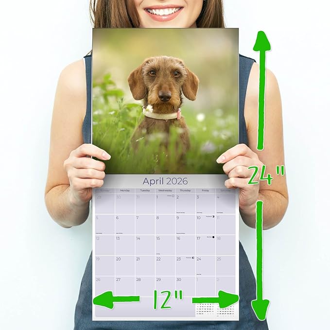 Wirehaired Dachshund Calendar 2026 by MegaCalendars – Monthly Dog Breed Wall Calendar, Made in USA