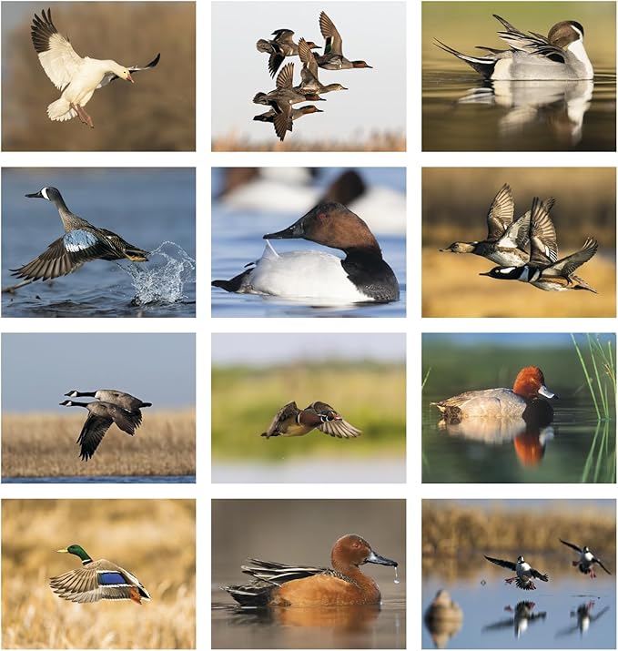 Waterfowl 2026 Hanging Wall Calendar - 19" x 11" (Open) 2026 Monthly Appointment Planner and Organizer. Beautiful pictures of ducks, geese, and other large aquatic birds.
