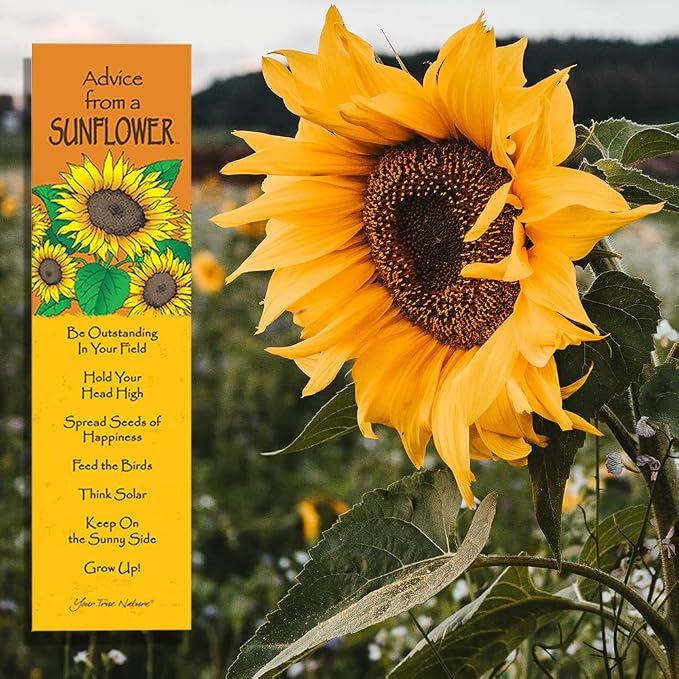 Advice 3 Bookmark Beautiful Set, Laminated with Glossy Finish, Printed on Recycled Paper, Butterfly, Hummingbird, Sunflower (AMBM-Beauty)
