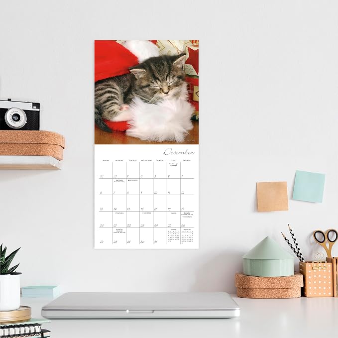 Cat Naps 2026 Mini Wall Calendar, Cute & Funny Cat Photography, 7" x 7"