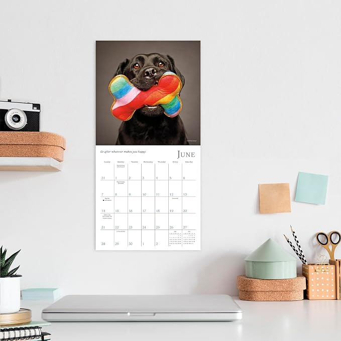 Dogma 2026 Mini Wall Calendar, Funny Dog Photography: A Dog’s Guide to Life, 7" x 7"