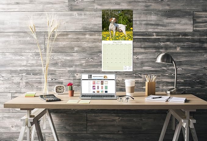 Brittany Calendar 2026 by MegaCalendars – Monthly Dog Breed Wall Calendar, Made in USA