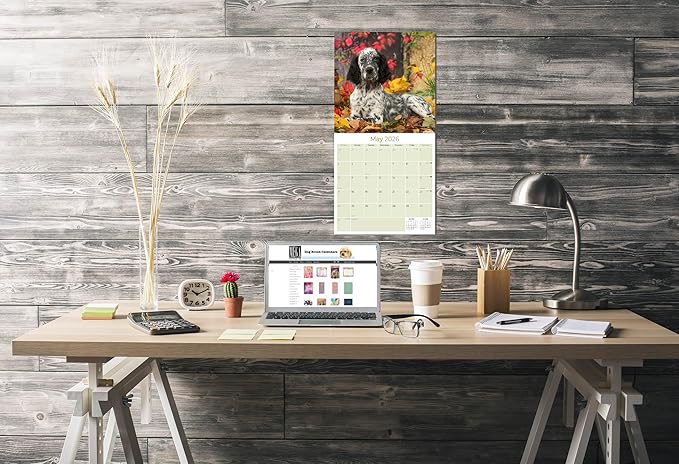 English Setter Calendar 2026 by MegaCalendars – Monthly Dog Breed Wall Calendar, Made in USA