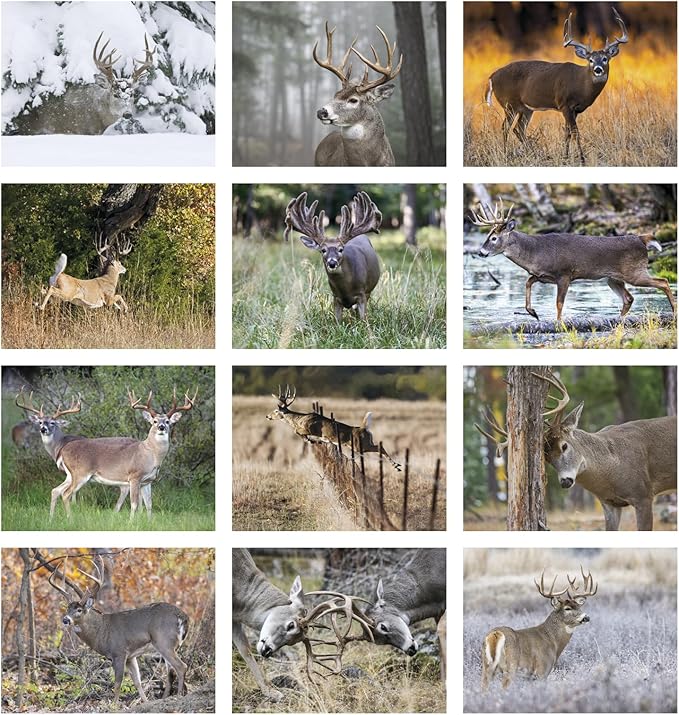 Trophy Whitetail Deer 2026 Hanging Wall Calendar - 19" x 11" (Open) 2026 Monthly Appointment Planner and Organizer. Trophy Whitetail Bucks for every hunter to look at!