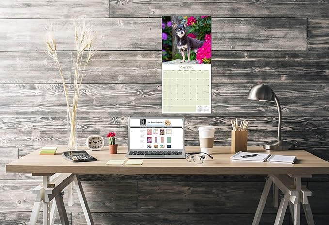Chihuahua Calendar 2026 by MegaCalendars – Monthly Dog Breed Wall Calendar, Made in USA