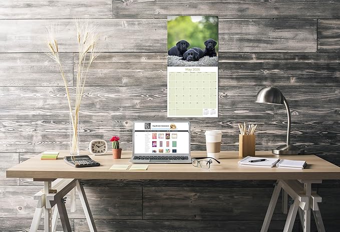 Labrador Pups Black Calendar 2026 by MegaCalendars – Monthly Dog Breed Wall Calendar, Made in USA
