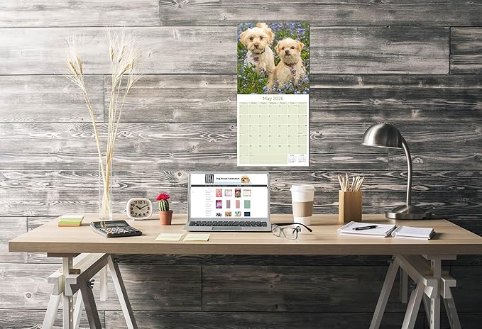 Cavapoo Calendar 2026 by MegaCalendars – Monthly Dog Breed Wall Calendar, Made in USA