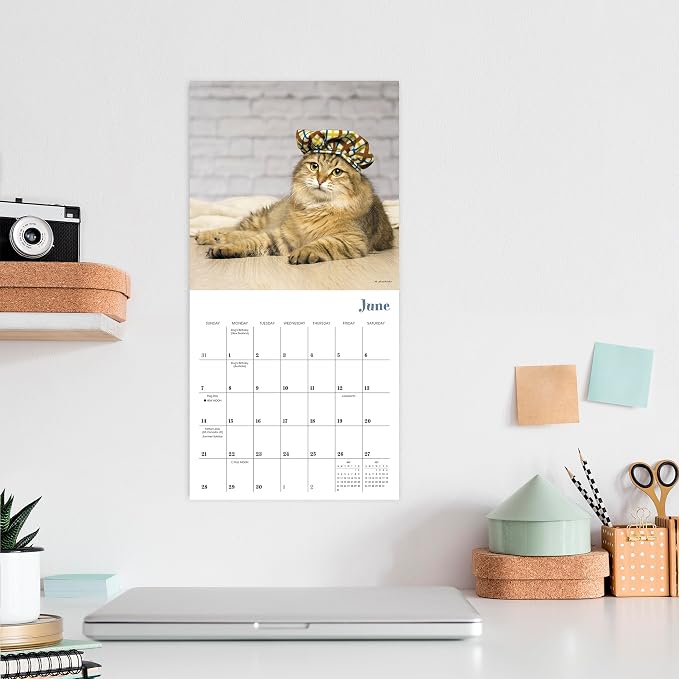 Cats in Hats 2026 Mini Wall Calendar, Funny Cat Photography in Costumes, 7" x 7"