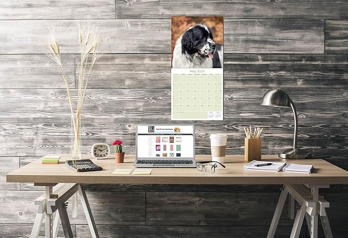 Newfoundland Calendar 2026 – 16-Month Dog Breed Wall Calendar by MegaCalendars – Large Daily Blocks, Thick No-Bleed Paper, Made in USA