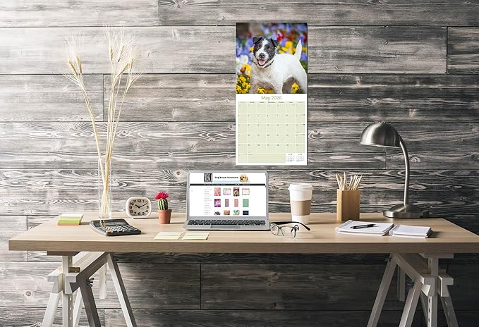 Jack Russell Calendar 2026 by MegaCalendars – Monthly Dog Breed Wall Calendar, Made in USA