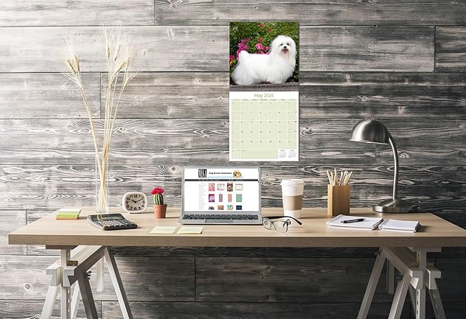 Maltese Calendar 2026 by MegaCalendars – Monthly Dog Breed Wall Calendar, Made in USA
