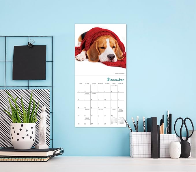 Pooped Puppies 2026 Mini Wall Calendar, Cute & Funny Dog Photography, 7" x 7"