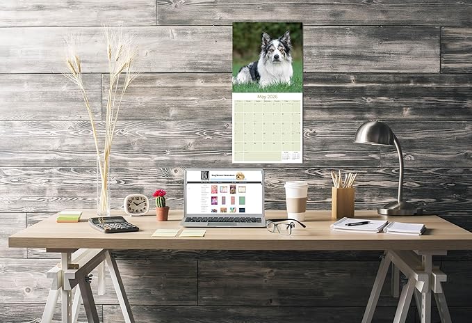 Border Collie Calendar 2026 by MegaCalendars – Monthly Dog Breed Wall Calendar, Made in USA