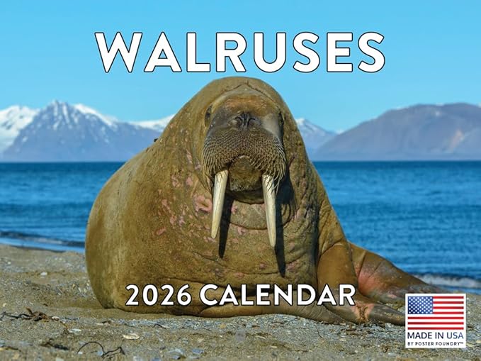 Walrus Calendar 2026 Monthly Wall Calender 12 Month | American Made In The USA