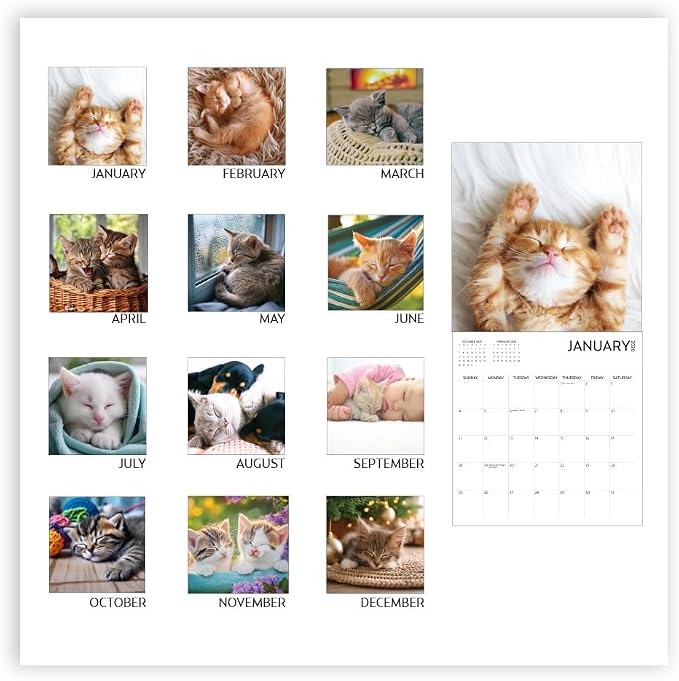 Kitten Calendar 2026, Kitten Square Large Wall Calendar 12 x 12 inch, Yearly Cat Lover's Calendar