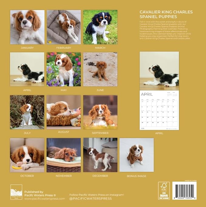 Cavalier Puppy 2026 Wall Calendar | 12" x 24" Open | Dog Photography Thick & Sturdy Paper for Organizing & Planning | Office Kitchen Decor or Gift | Pacific Waters Press (Cavalier King Charles Spaniel Puppies)