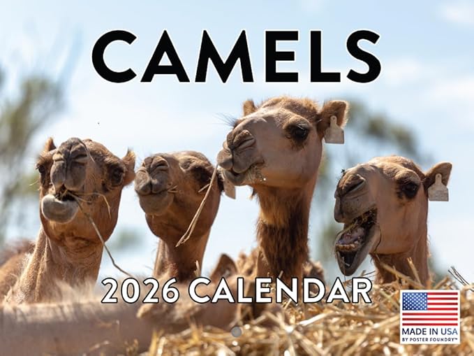 Camel Calendar 2026 Monthly Wall Calender 12 Month | American Made In The USA