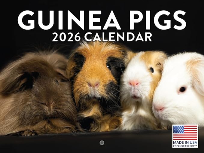 Guinea Pig Calendar 2026 Monthly Wall Calender 12 Month | American Made In The USA
