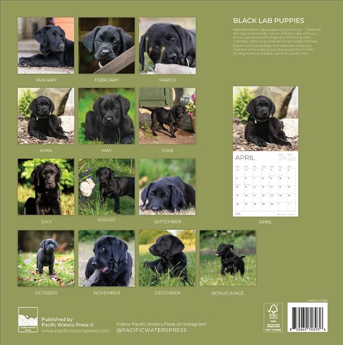 Black Lab Puppy Wall Calendar 2026 | 12" x 24" Open | Dog Calendar Photography Thick & Sturdy Paper | Office Kitchen Decor or Gift | Pacific Waters Press (Black Lab Puppies)