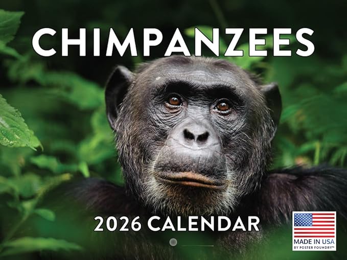 Chimpanzee Calendar 2026 Monthly Wall Calender 12 Month Chimpanzees Gifts For Chim Lovers For Woman Man| American Made In The USA