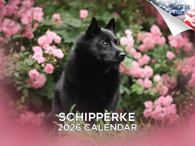 2025 2026 Schipperke Calendar - Dog Breed Monthly Wall Calendar - 12" x 18" Open - Thick No-Bleed Paper - Giftable - Academic Teacher's Planner Calendar Organizing & Planning - Made in USA
