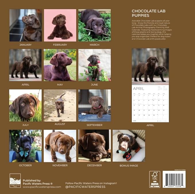 2026 Chocolate Labrador Puppies Wall Calendar | 12" x 24" Open | Dog Photography Thick & Sturdy Paper for Organizing & Planning | Office Kitchen Decor or Gift | Pacific Waters Press (Chocolate Lab Puppies)