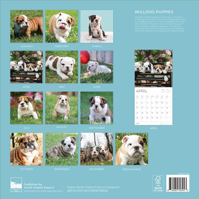 Bulldog Puppy 2026 Wall Calendar | 12" x 24" Open Calendar | Dog Photography Thick & Sturdy Paper for Organizing & Planning | Office Kitchen Decor or Gift | Pacific Waters Press (Bulldog Puppies)
