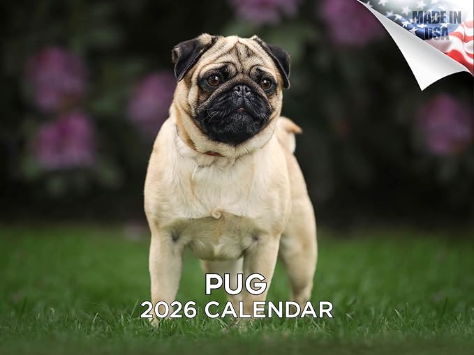 2025 2026 Pug Calendar - Dog Breed Monthly Wall Calendar - 12" x 18" Open - Thick No-Bleed Paper - Giftable - Academic Teacher's Planner Calendar Organizing & Planning - Made in USA