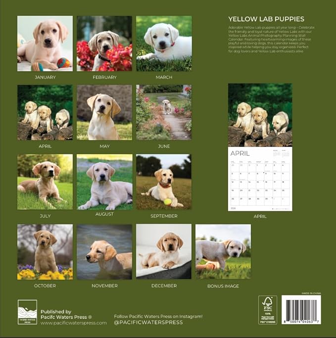 2026 Yellow Labrador Puppy Wall Calendar | 12" x 24" Open | Dog Photography Thick & Sturdy Paper for Organizing & Planning | Office Kitchen Decor or Gift | Pacific Waters Press (Yellow Lab Puppies)