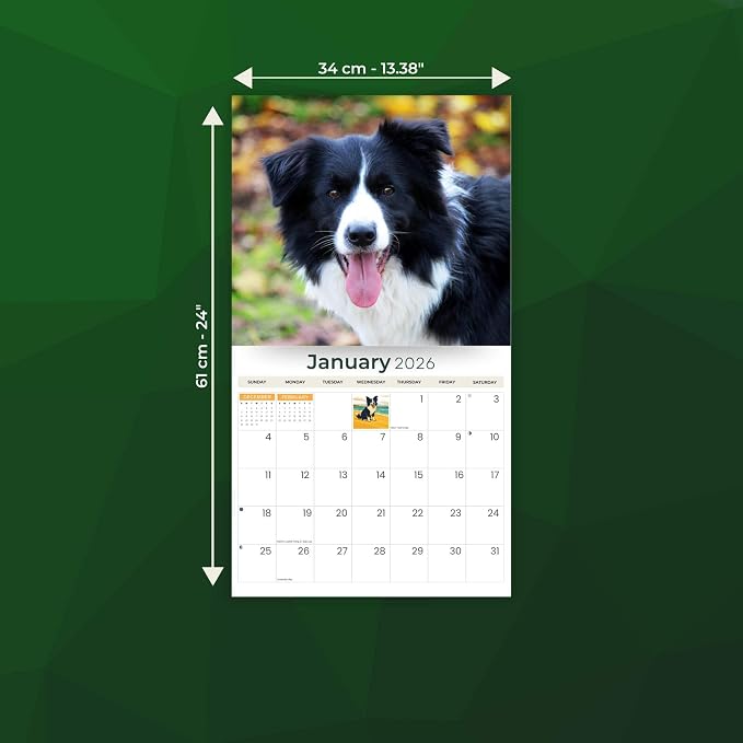 2026 Border Collies Dog Deluxe Wall Calendar | 16-Month Monthly Planner | Eco-Friendly Plastic-Free Organizer | Large 12" x 13.3" Home & Office Calendar with Holidays & Cute Border Collie Photos