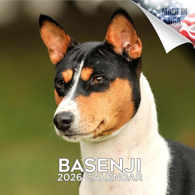 Basenji Calendar 2026 by MegaCalendars – Monthly Dog Breed Wall Calendar, Made in USA