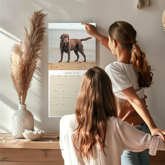 Chocolate Labrador Calendar 2026 by MegaCalendars – Monthly Dog Breed Wall Calendar, Made in USA