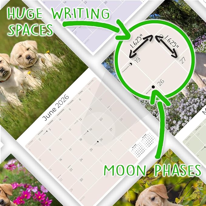 Labrador Pups Yellow Calendar 2026 by MegaCalendars – Monthly Dog Breed Wall Calendar, Made in USA