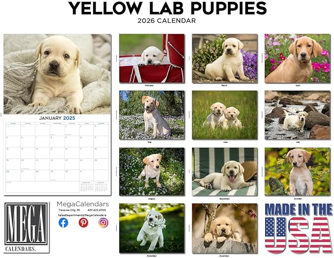 2025 2026 Labrador Pups Yellow Calendar - Dog Breed Monthly Wall Calendar - 12" x 18" Open - Thick No-Bleed Paper - Giftable - Academic Teacher's Planner Calendar Organizing & Planning - Made in USA