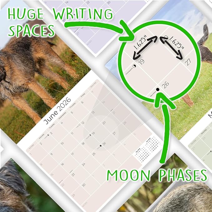 Border Terrier Calendar 2026 by MegaCalendars – Monthly Dog Breed Wall Calendar, Made in USA