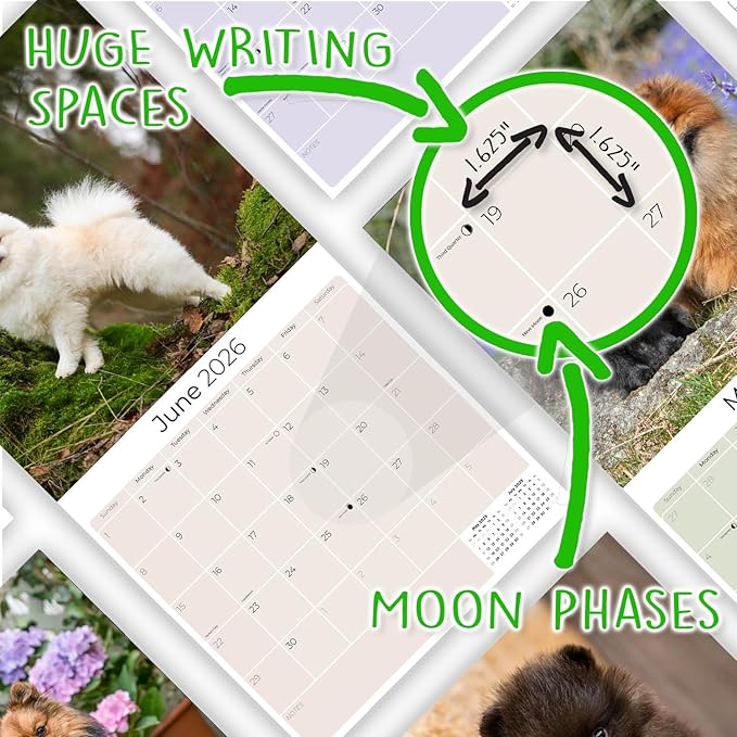 Pomeranian Calendar 2026 – 16-Month Dog Breed Wall Calendar by MegaCalendars – Large Daily Blocks, Thick No-Bleed Paper, Made in USA