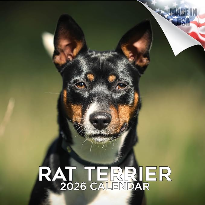 Rat Terrier Calendar 2026 by MegaCalendars – Monthly Dog Breed Wall Calendar, Made in USA