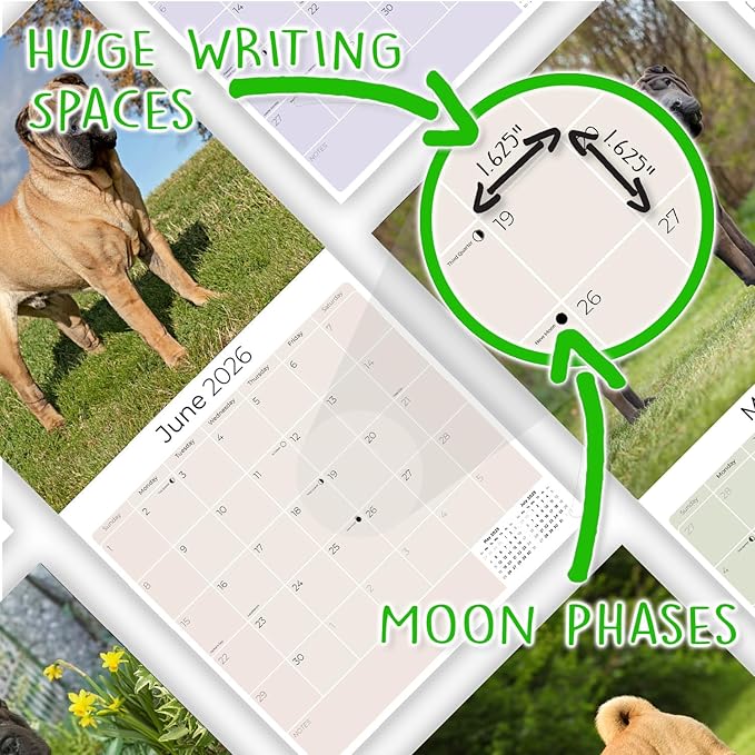Shar Pei Calendar 2026 by MegaCalendars – Monthly Dog Breed Wall Calendar, Made in USA
