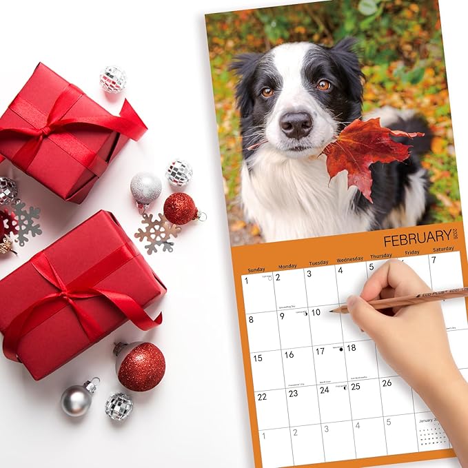 2025-2026 Wall Calendar,Border Collie Wall Calendar, 12" x 24" Open,Family Planner Calendar Organizer withBorder Collie Images, for Dogs Lovers