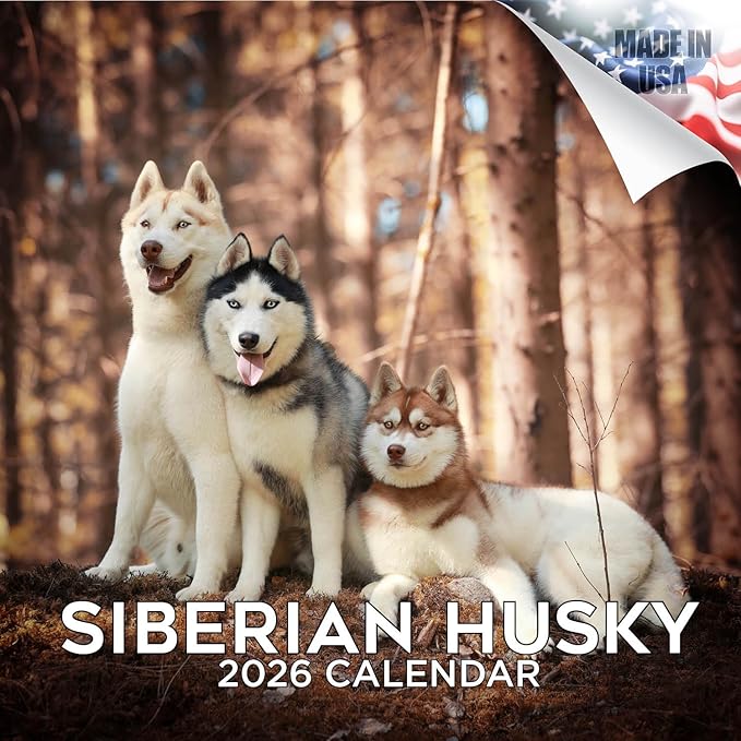 Siberian Husky Calendar 2026 – 16-Month Dog Breed Wall Calendar by MegaCalendars – Large Daily Blocks, Thick No-Bleed Paper, Made in USA