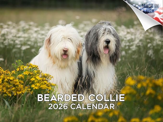 2025 2026 Bearded Collie Calendar - Dog Breed Monthly Wall Calendar - 12" x 18" Open - Thick No-Bleed Paper - Giftable - Academic Teacher's Planner Calendar Organizing & Planning - Made in USA
