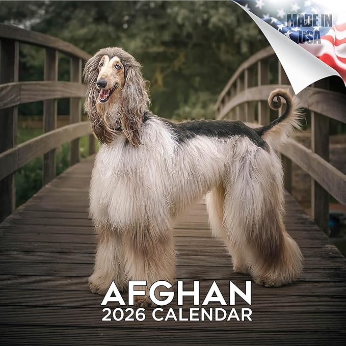 Afghan Hound Calendar 2026 - Monthly Dog Breed Wall Calendar, 12x24 Open, Thick No-Bleed Paper, Made in USA by MegaCalendars