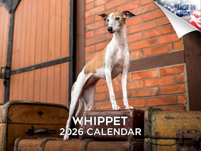 2025 2026 Whippet Calendar - Dog Breed Monthly Wall Calendar - 12" x 18" Open - Thick No-Bleed Paper - Giftable - Academic Teacher's Planner Calendar Organizing & Planning - Made in USA