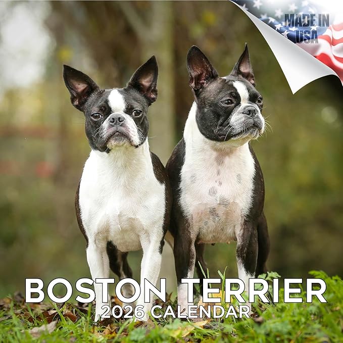 2025 2026 Boston Terrier Calendar - Dog Breed Monthly Wall Calendar - 12" x 24" Open - Thick No-Bleed Paper - Giftable - Academic Teacher's Planner Calendar Organizing & Planning - Made in USA
