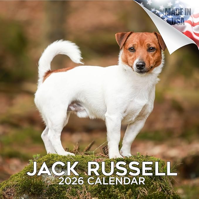 Jack Russell Calendar 2026 by MegaCalendars – Monthly Dog Breed Wall Calendar, Made in USA
