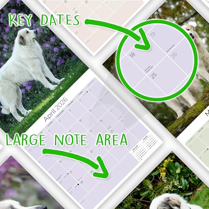 Great Pyrenese Calendar 2026 by MegaCalendars – Monthly Dog Breed Wall Calendar, Made in USA