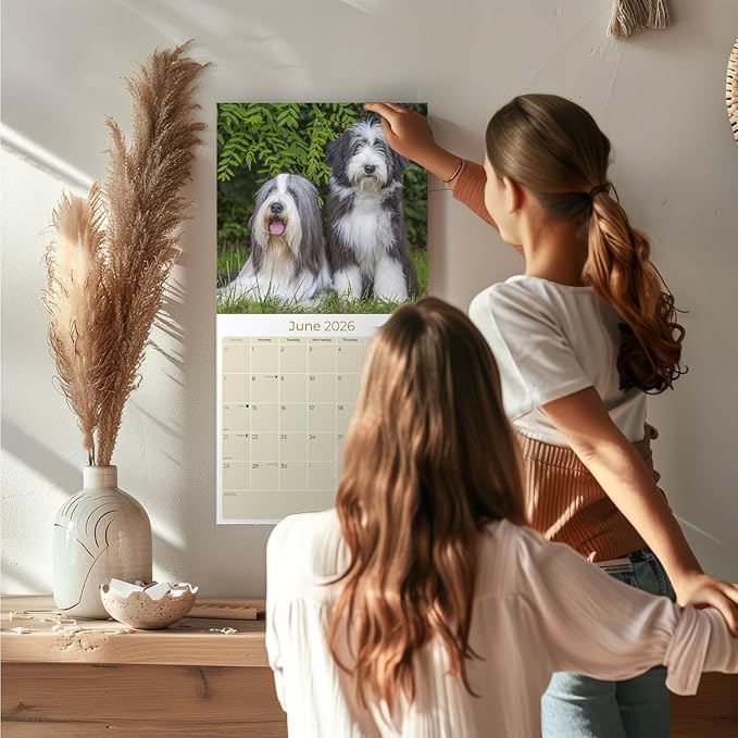 Bearded Collie Calendar 2026 by MegaCalendars – Monthly Dog Breed Wall Calendar, Made in USA
