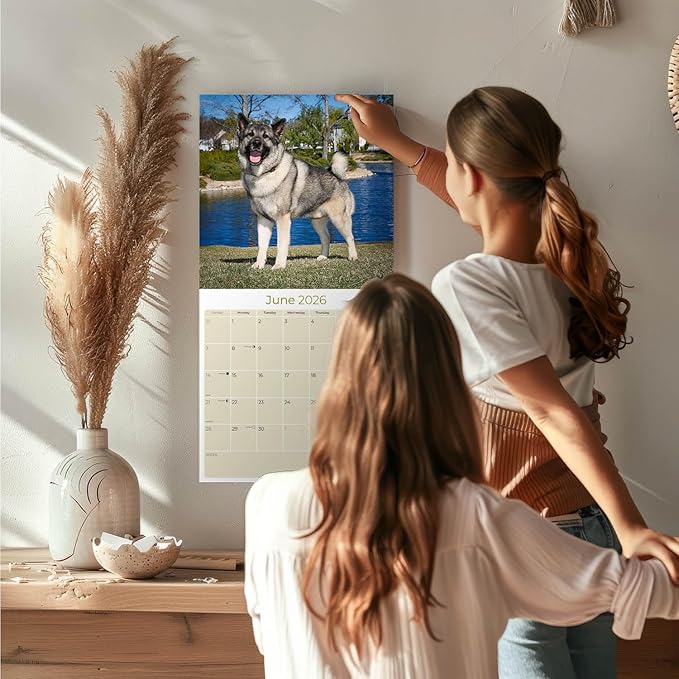 Norwegian Elkhound Calendar 2026 by MegaCalendars – Monthly Dog Breed Wall Calendar, Made in USA
