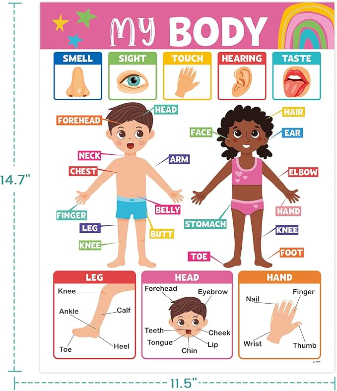 16PCS Classroom Educational Posters - Laminated Educational Posters For Toddlers, 14.7'' x 11.5'' Preschool Learning Posters, Alphabet Number Charts, Kindergarten Classroom Wall Decor, Playroom Homeschool Daycare & Classroom Decor, Kindergarten & Presc...